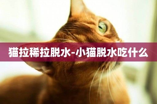貓拉稀拉脫水-小貓脫水吃什么
