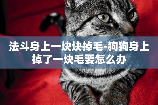 法斗身上一塊塊掉毛-狗狗身上掉了一塊毛要怎么辦