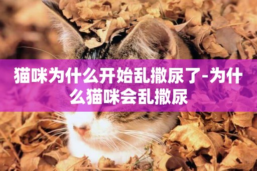 貓咪為什么開始亂撒尿了-為什么貓咪會亂撒尿