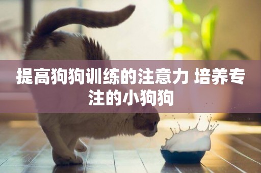 提高狗狗訓練的注意力 培養專注的小狗狗