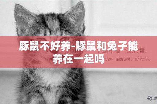豚鼠不好養-豚鼠和兔子能養在一起嗎