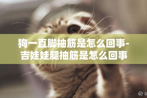 狗一直腳抽筋是怎么回事-吉娃娃腿抽筋是怎么回事