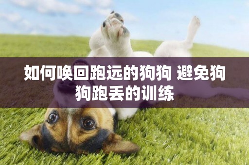 如何喚回跑遠的狗狗 避免狗狗跑丟的訓練