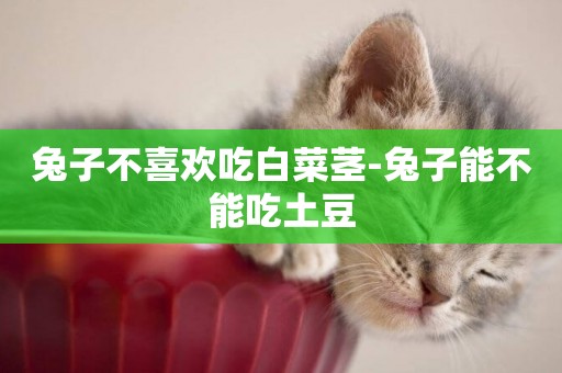 兔子不喜歡吃白菜莖-兔子能不能吃土豆