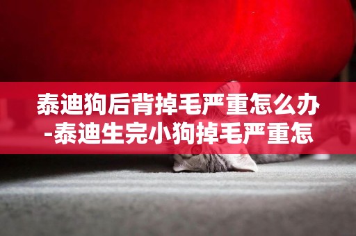 泰迪狗后背掉毛嚴重怎么辦-泰迪生完小狗掉毛嚴重怎么辦