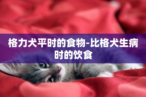 格力犬平時的食物-比格犬生病時的飲食