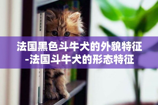 法國黑色斗牛犬的外貌特征-法國斗牛犬的形態特征