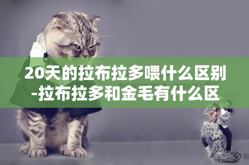 20天的拉布拉多喂什么區別-拉布拉多和金毛有什么區別