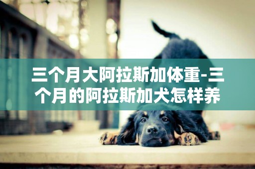 三個月大阿拉斯加體重-三個月的阿拉斯加犬怎樣養