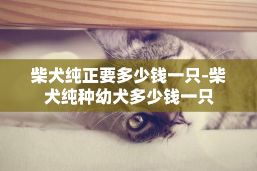 柴犬純正要多少錢一只-柴犬純種幼犬多少錢一只