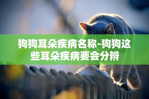 狗狗耳朵疾病名稱-狗狗這些耳朵疾病要會分辨