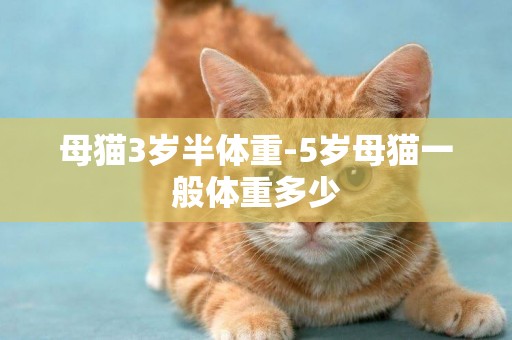 母貓3歲半體重-5歲母貓一般體重多少