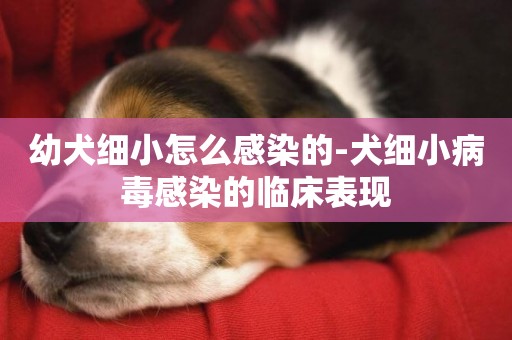 幼犬細小怎么感染的-犬細小病毒感染的臨床表現