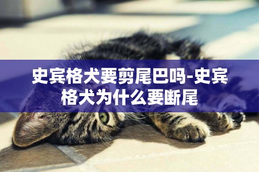 史賓格犬要剪尾巴嗎-史賓格犬為什么要斷尾
