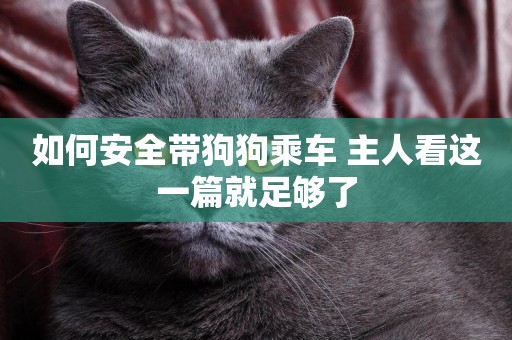 如何安全帶狗狗乘車 主人看這一篇就足夠了