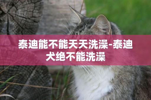 泰迪能不能天天洗澡-泰迪犬絕不能洗澡