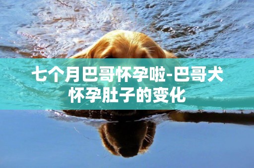 七個月巴哥懷孕啦-巴哥犬懷孕肚子的變化