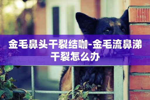金毛鼻頭干裂結咖-金毛流鼻涕干裂怎么辦