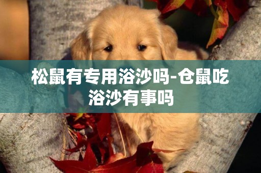 松鼠有專用浴沙嗎-倉鼠吃浴沙有事嗎