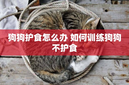 狗狗護食怎么辦 如何訓練狗狗不護食