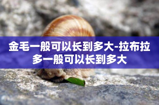 金毛一般可以長到多大-拉布拉多一般可以長到多大