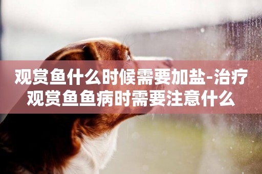 觀賞魚什么時候需要加鹽-治療觀賞魚魚病時需要注意什么