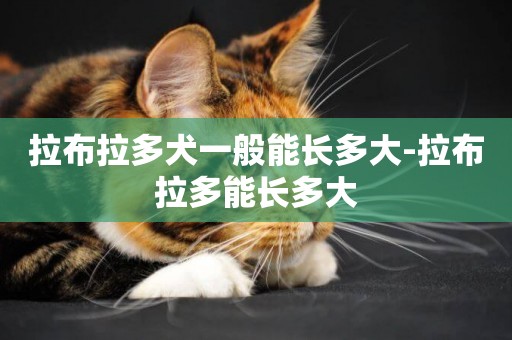 拉布拉多犬一般能長多大-拉布拉多能長多大