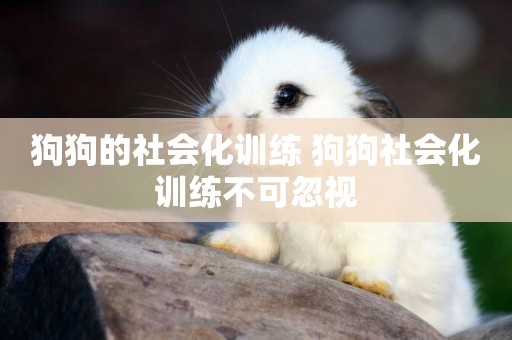 狗狗的社會化訓練 狗狗社會化訓練不可忽視