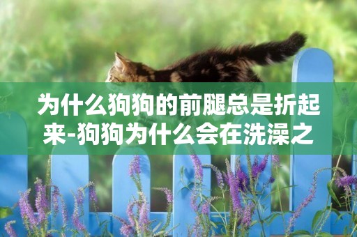 為什么狗狗的前腿總是折起來-狗狗為什么會在洗澡之前藏起來