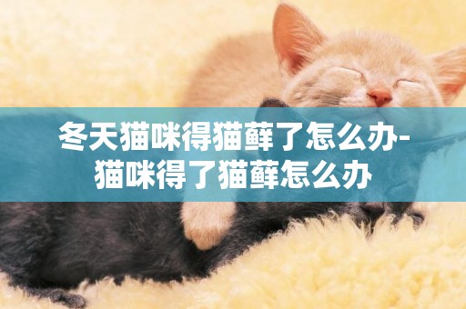 冬天貓咪得貓蘚了怎么辦-貓咪得了貓蘚怎么辦