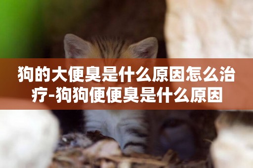 狗的大便臭是什么原因怎么治療-狗狗便便臭是什么原因