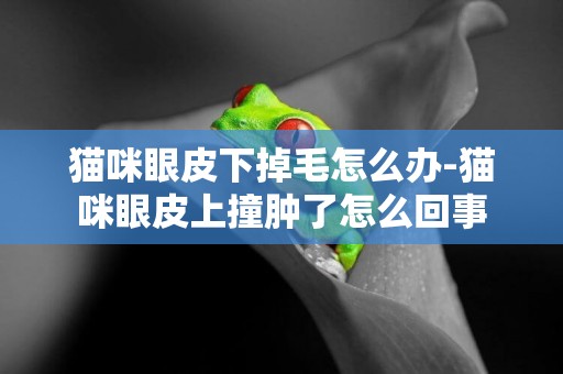 貓咪眼皮下掉毛怎么辦-貓咪眼皮上撞腫了怎么回事