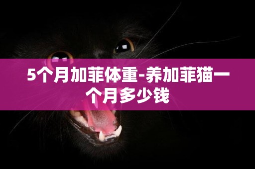 5個月加菲體重-養加菲貓一個月多少錢