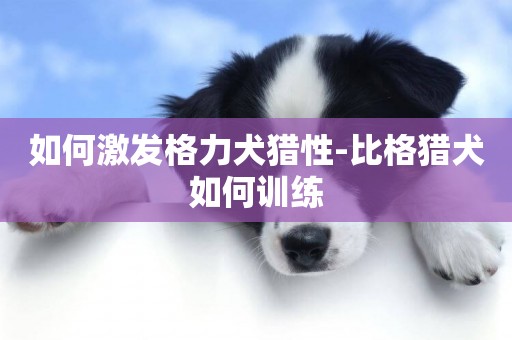 如何激發格力犬獵性-比格獵犬如何訓練