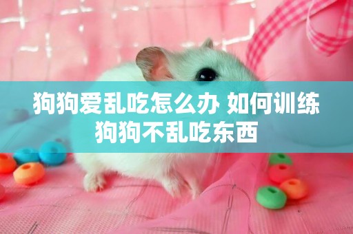 狗狗愛亂吃怎么辦 如何訓練狗狗不亂吃東西 狗狗愛亂吃怎么辦 如何訓練狗狗不亂吃東西