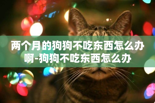 兩個月的狗狗不吃東西怎么辦啊-狗狗不吃東西怎么辦