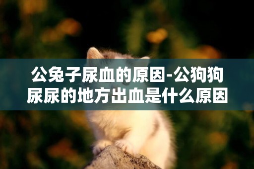 公兔子尿血的原因-公狗狗尿尿的地方出血是什么原因
