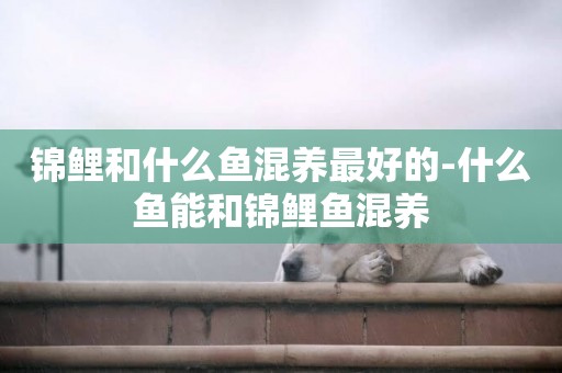 錦鯉和什么魚混養最好的-什么魚能和錦鯉魚混養