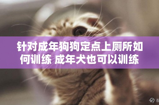針對成年狗狗定點上廁所如何訓練 成年犬也可以訓練