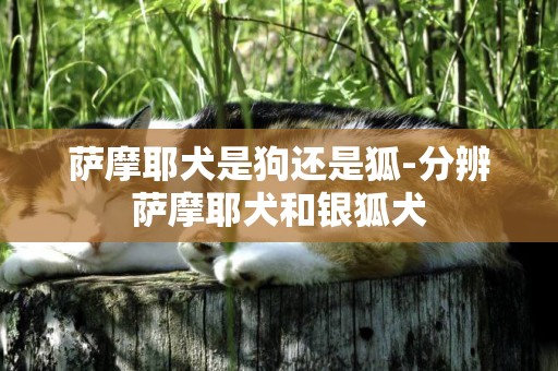 薩摩耶犬是狗還是狐-分辨薩摩耶犬和銀狐犬