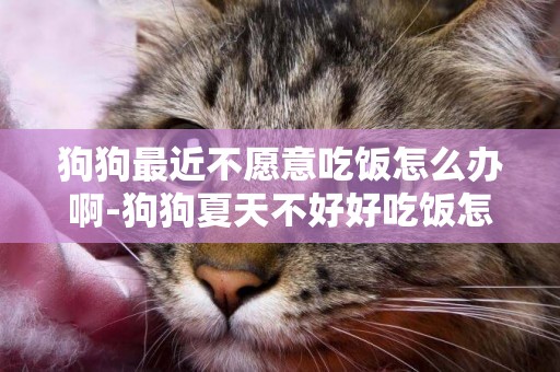狗狗最近不愿意吃飯怎么辦啊-狗狗夏天不好好吃飯怎么辦