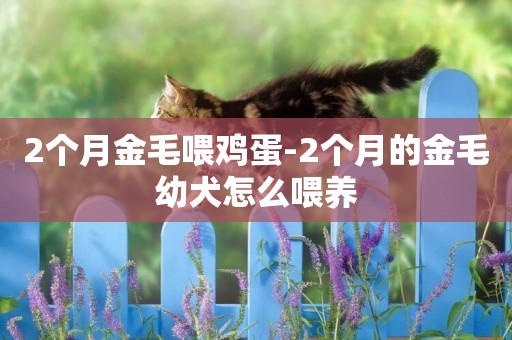 2個月金毛喂雞蛋-2個月的金毛幼犬怎么喂養