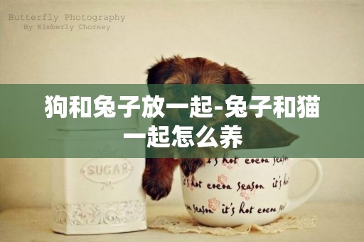 狗和兔子放一起-兔子和貓一起怎么養