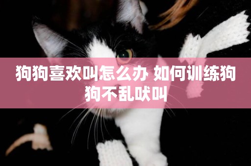 狗狗喜歡叫怎么辦 如何訓練狗狗不亂吠叫