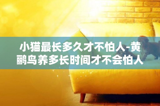 小貓最長多久才不怕人-黃鸝鳥養多長時間才不會怕人了