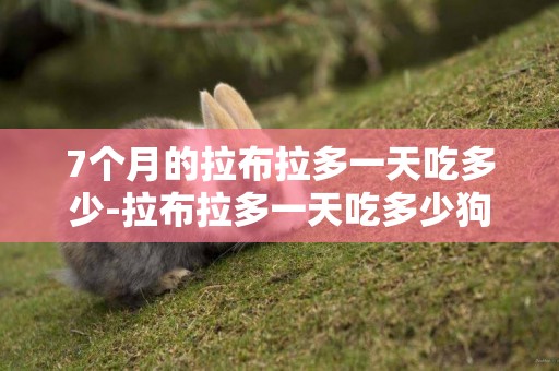 7個月的拉布拉多一天吃多少-拉布拉多一天吃多少狗糧