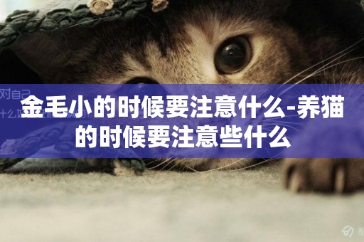 金毛小的時候要注意什么-養貓的時候要注意些什么