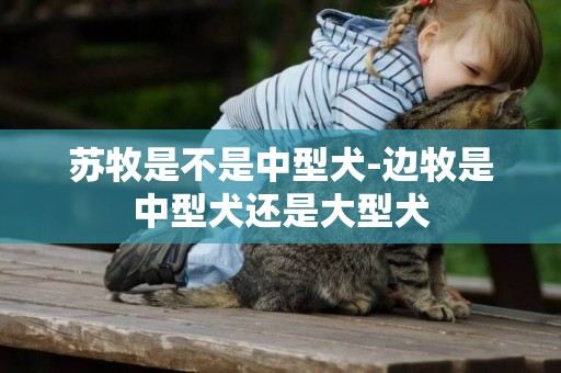 蘇牧是不是中型犬-邊牧是中型犬還是大型犬