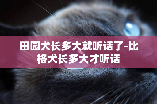 田園犬長多大就聽話了-比格犬長多大才聽話