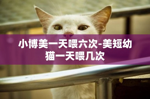 小博美一天喂六次-美短幼貓一天喂幾次
